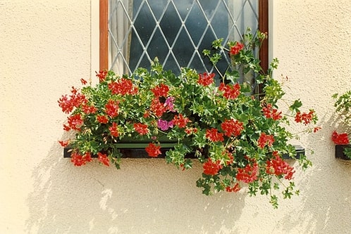 Bồn hoa cửa sổ: giải pháp hoàn hảo cho không gian hẹp - Archi